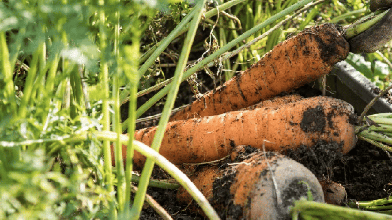 Foto - İşte tam zamanı artık... Nisan ayında balkona hangi sebzeler ekilir?