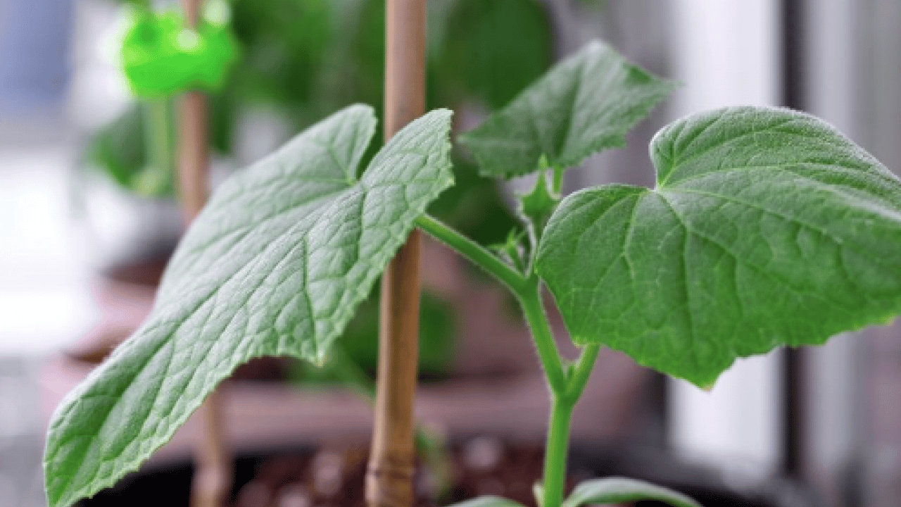 Foto - İşte tam zamanı artık... Nisan ayında balkona hangi sebzeler ekilir?