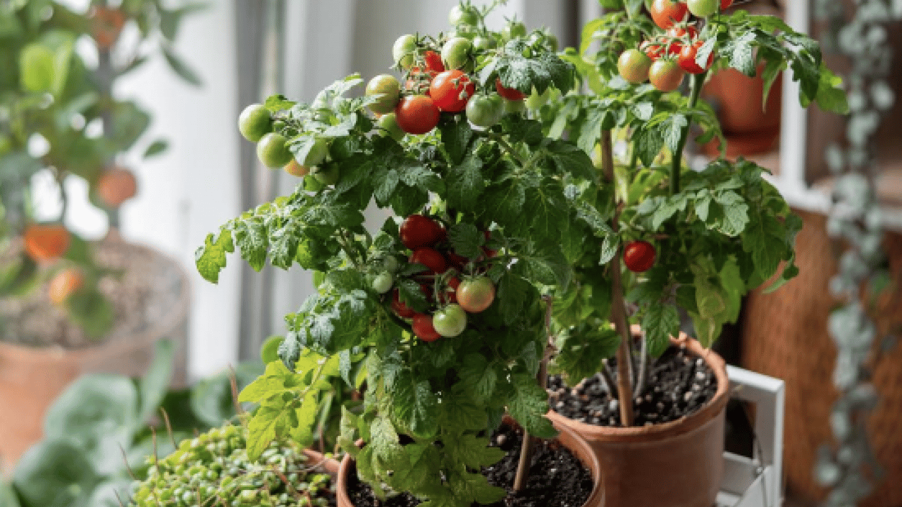 Foto - İşte tam zamanı artık... Nisan ayında balkona hangi sebzeler ekilir?