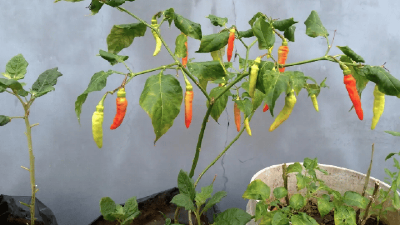 Foto - İşte tam zamanı artık... Nisan ayında balkona hangi sebzeler ekilir?