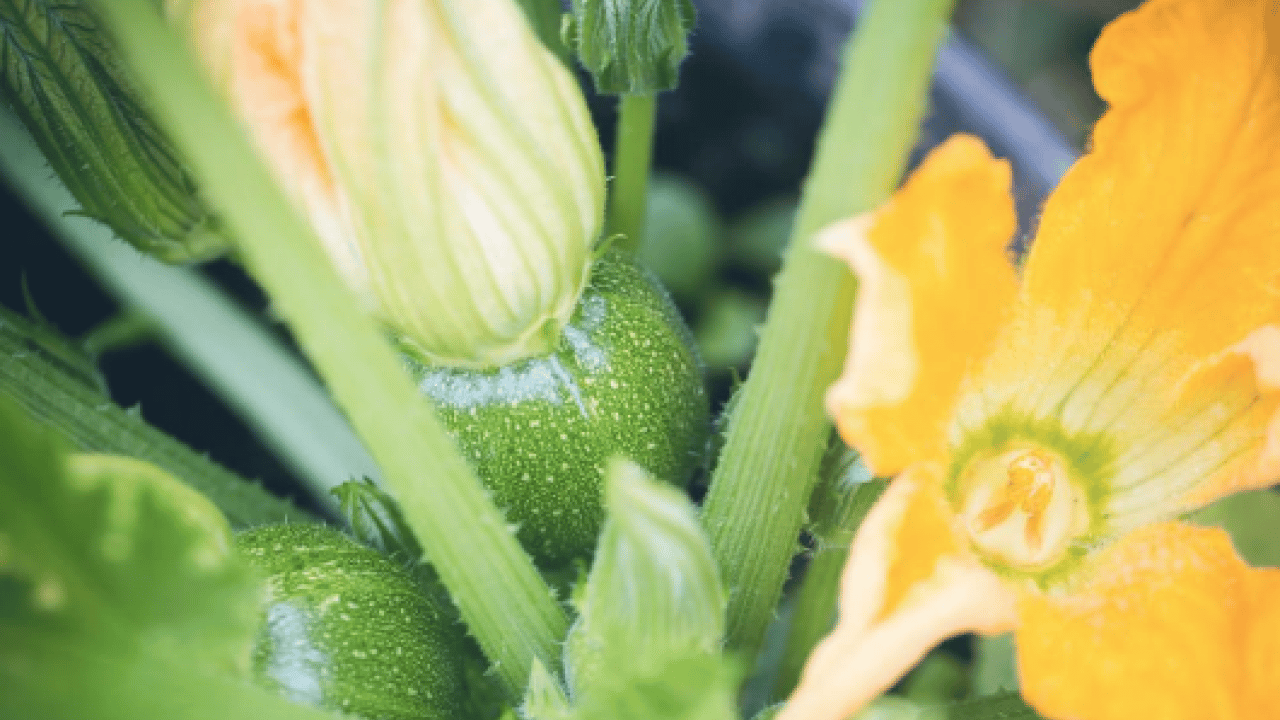 Foto - İşte tam zamanı artık... Nisan ayında balkona hangi sebzeler ekilir?