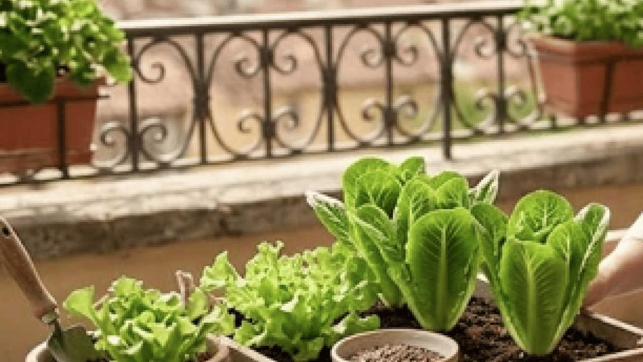 Foto - İşte tam zamanı artık... Nisan ayında balkona hangi sebzeler ekilir?