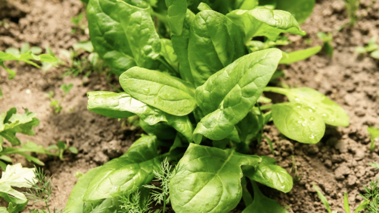 Foto - İşte tam zamanı artık... Nisan ayında balkona hangi sebzeler ekilir?