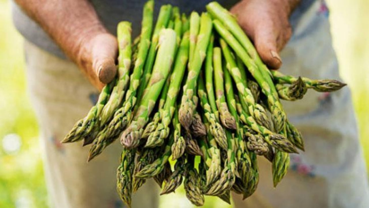 Foto - İşte tarlayı darphaneye çeviren bitki: Bir kez ekin, 20 yıl boyunca hasat edin