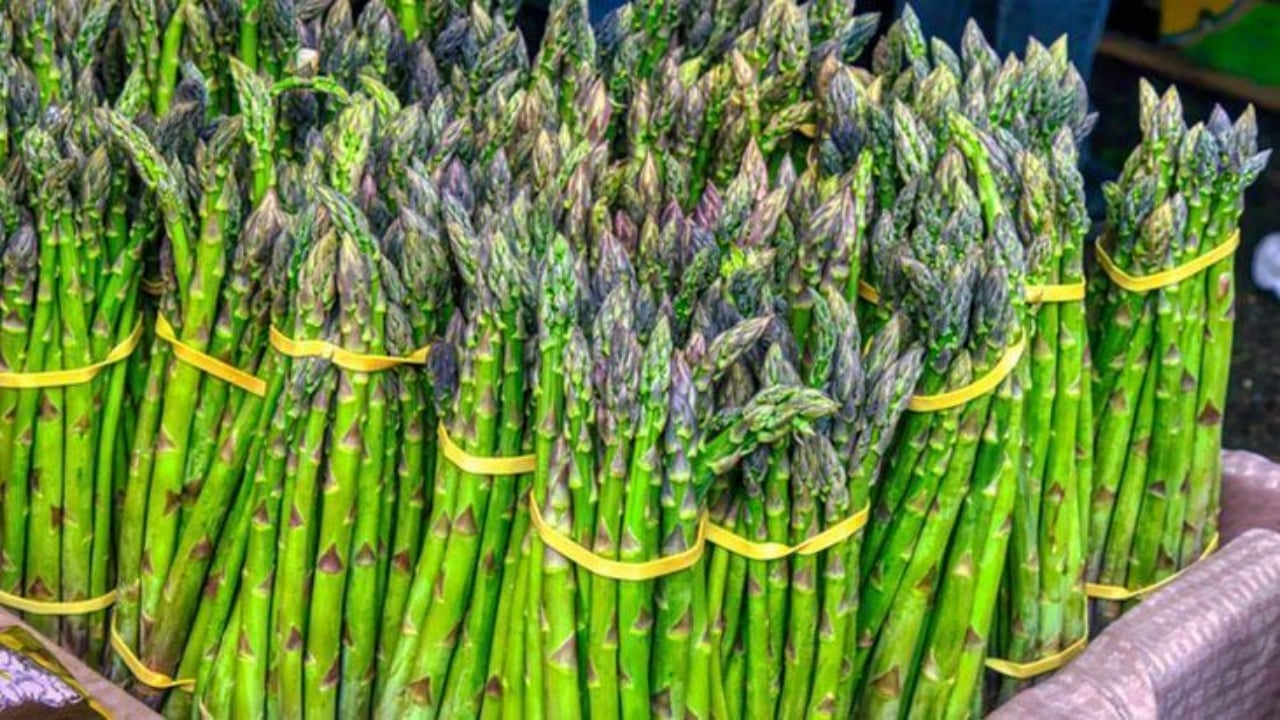 Foto - İşte tarlayı darphaneye çeviren bitki: Bir kez ekin, 20 yıl boyunca hasat edin