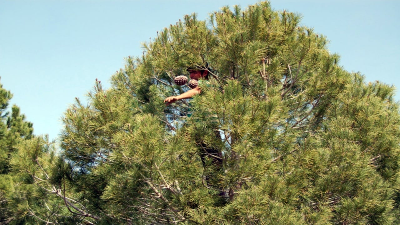 Foto - İşte Türkiye’nin en pahalı yemişi: Kilogramı 7 bin TL’ye çıkıyor, yol kenarına eken milyoner oluyor