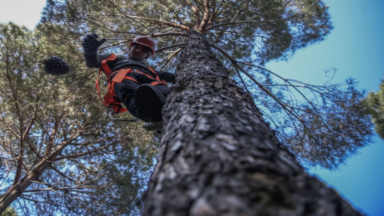 Foto - İşte Türkiye’nin en pahalı yemişi: Kilogramı 7 bin TL’ye çıkıyor, yol kenarına eken milyoner oluyor