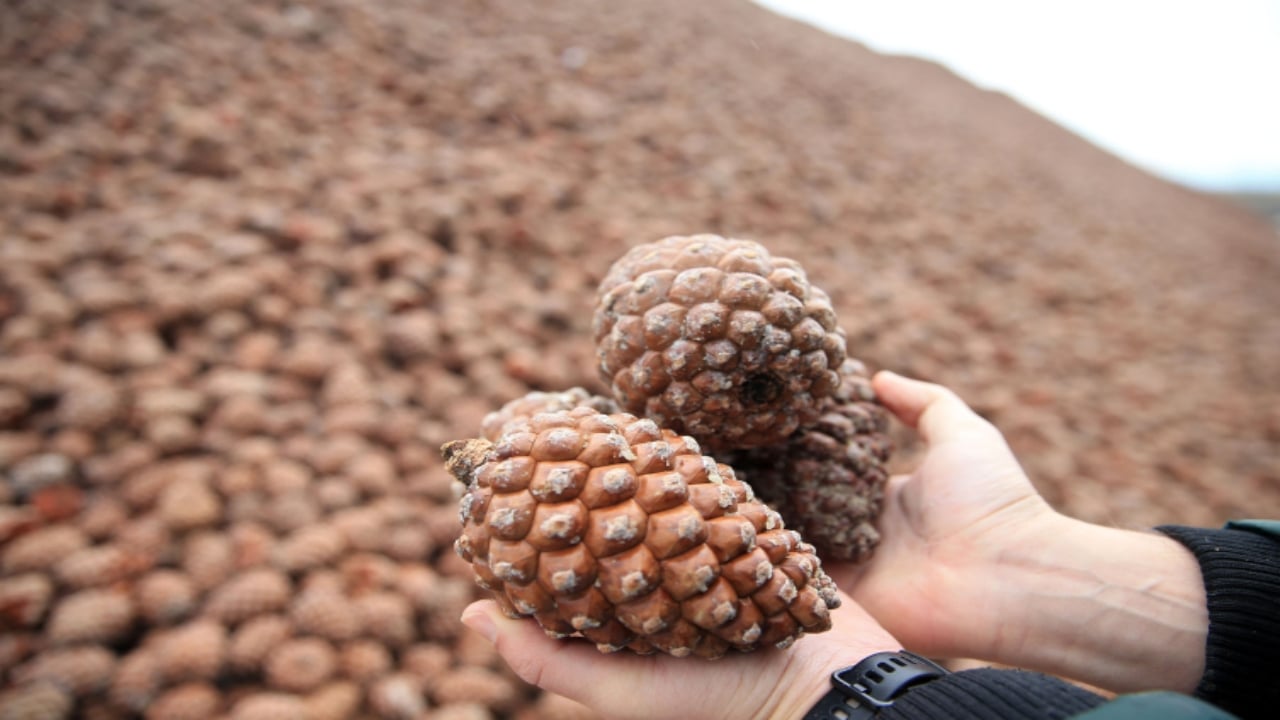 Foto - İşte Türkiye’nin en pahalı yemişi: Kilogramı 7 bin TL’ye çıkıyor, yol kenarına eken milyoner oluyor