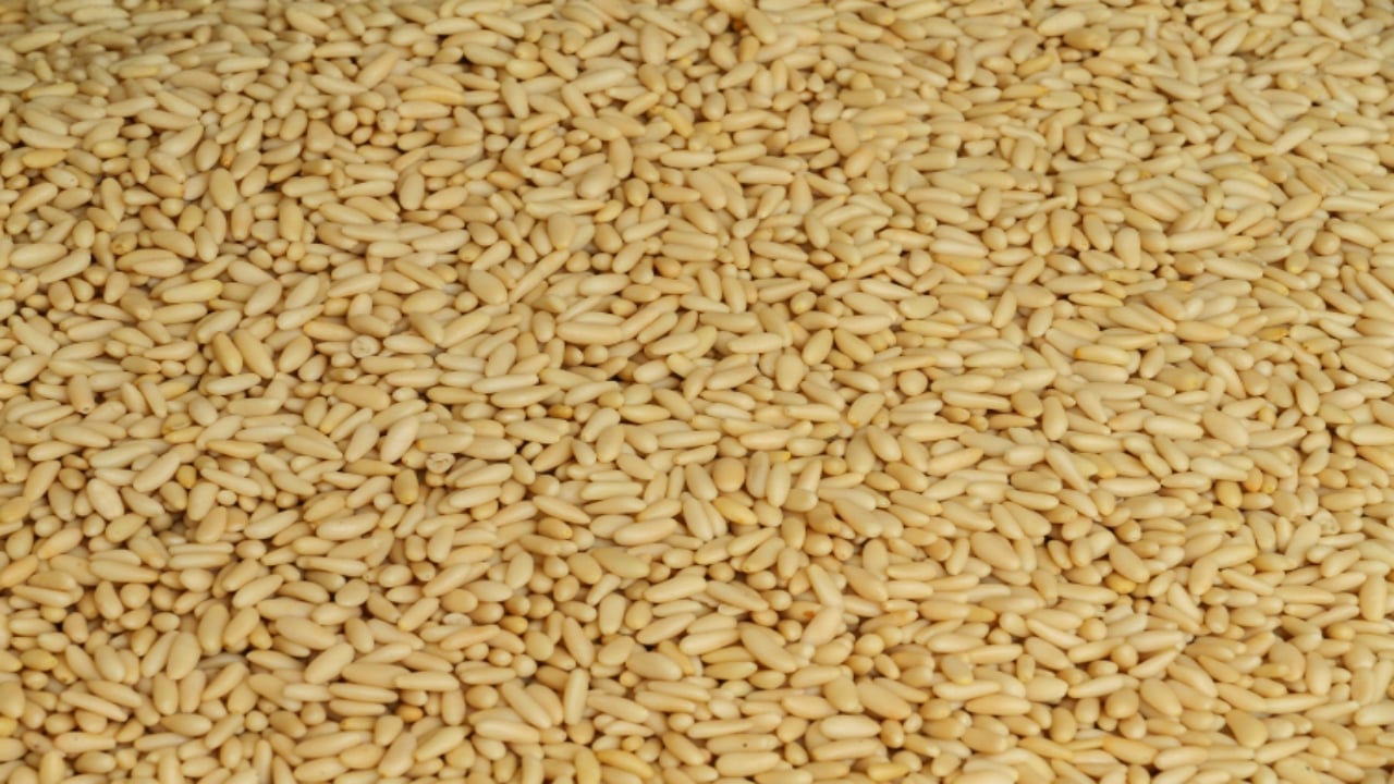 Foto - İşte Türkiye’nin en pahalı yemişi: Kilogramı 7 bin TL’ye çıkıyor, yol kenarına eken milyoner oluyor