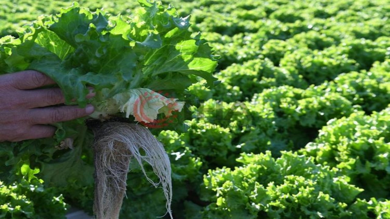 Foto - İşte Türklerin evine sokmadığı "süper gıda"! Kalsiyum deposu çıktı ama bizimkiler yüzüne bile bakmıyor