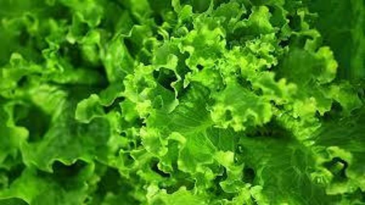 Foto - İşte Türklerin evine sokmadığı "süper gıda"! Kalsiyum deposu çıktı ama bizimkiler yüzüne bile bakmıyor