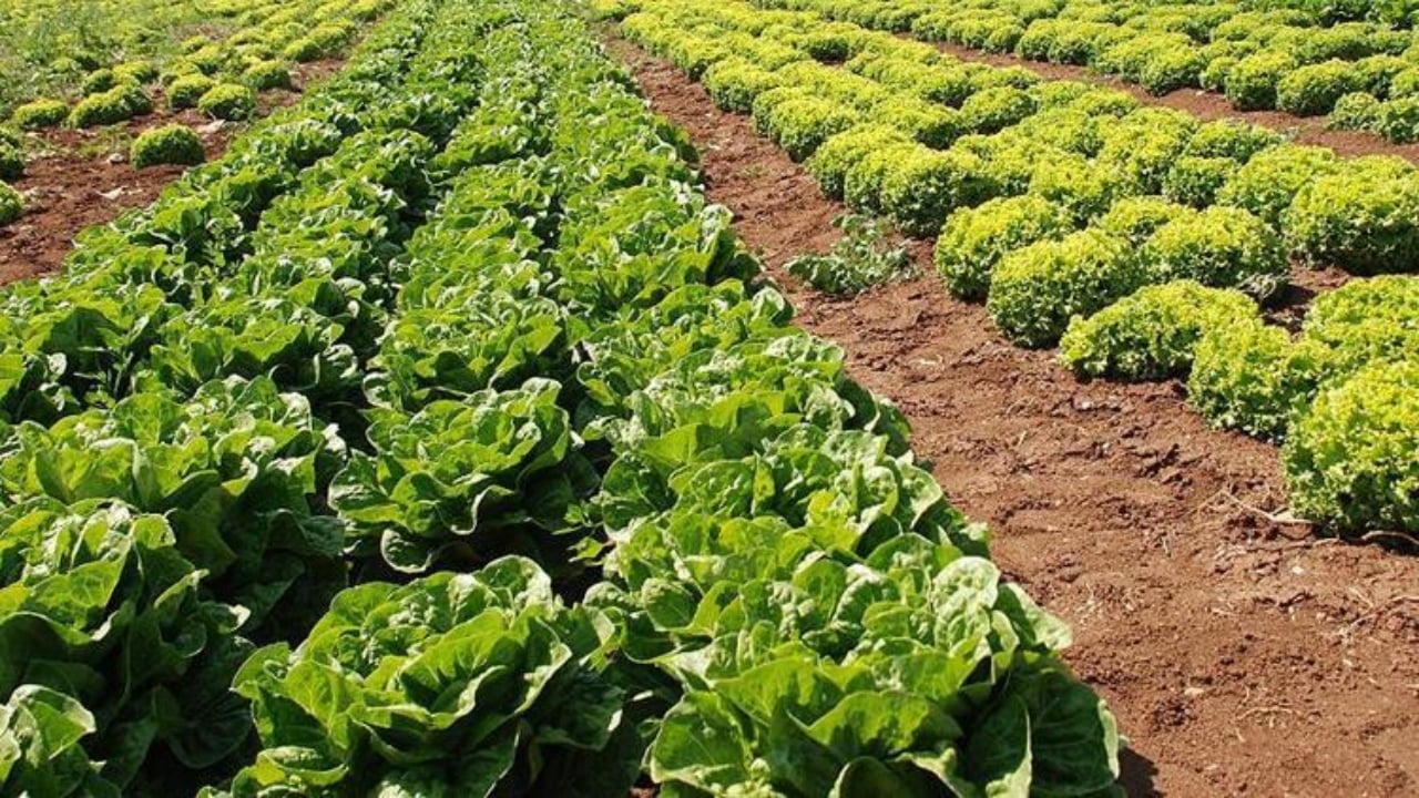 Foto - İşte Türklerin evine sokmadığı "süper gıda"! Kalsiyum deposu çıktı ama bizimkiler yüzüne bile bakmıyor