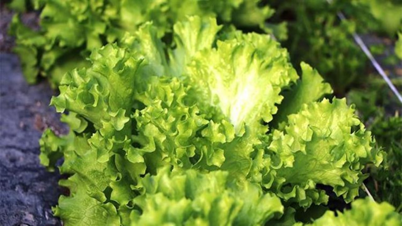 Foto - İşte Türklerin evine sokmadığı "süper gıda"! Kalsiyum deposu çıktı ama bizimkiler yüzüne bile bakmıyor