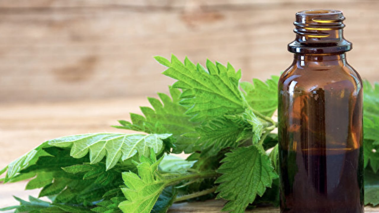 Foto - İşte ünlü alimin dilinden hiç düşmeyen o gıda deposu... İbn-i Sina'nın mucize bitkisi ortaya çıktı! 