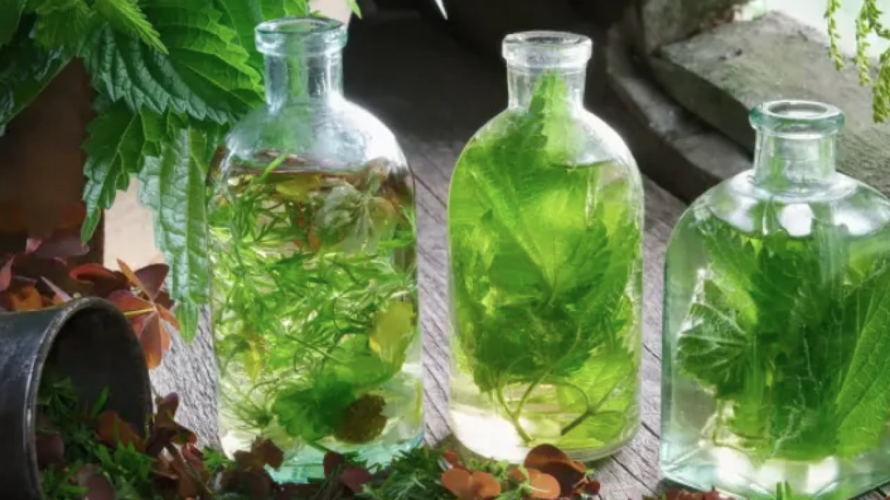 Foto - İşte ünlü alimin dilinden hiç düşmeyen o gıda deposu... İbn-i Sina'nın mucize bitkisi ortaya çıktı! 