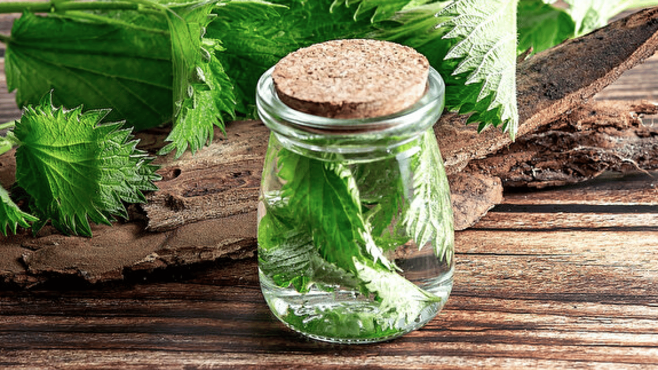 Foto - İşte ünlü alimin dilinden hiç düşmeyen o gıda deposu... İbn-i Sina'nın mucize bitkisi ortaya çıktı! 