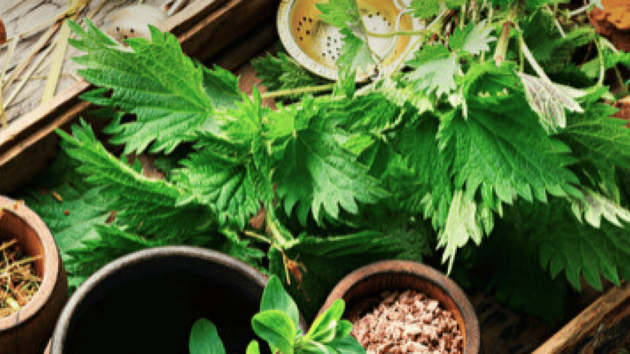 Foto - İşte ünlü alimin dilinden hiç düşmeyen o gıda deposu... İbn-i Sina'nın mucize bitkisi ortaya çıktı! 