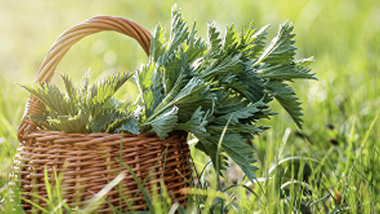Foto - İşte ünlü alimin dilinden hiç düşmeyen o gıda deposu... İbn-i Sina'nın mucize bitkisi ortaya çıktı! 