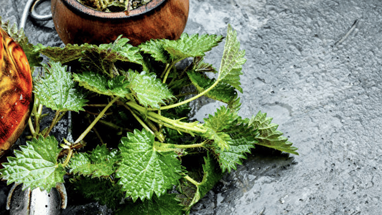 Foto - İşte ünlü alimin dilinden hiç düşmeyen o gıda deposu... İbn-i Sina'nın mucize bitkisi ortaya çıktı! 