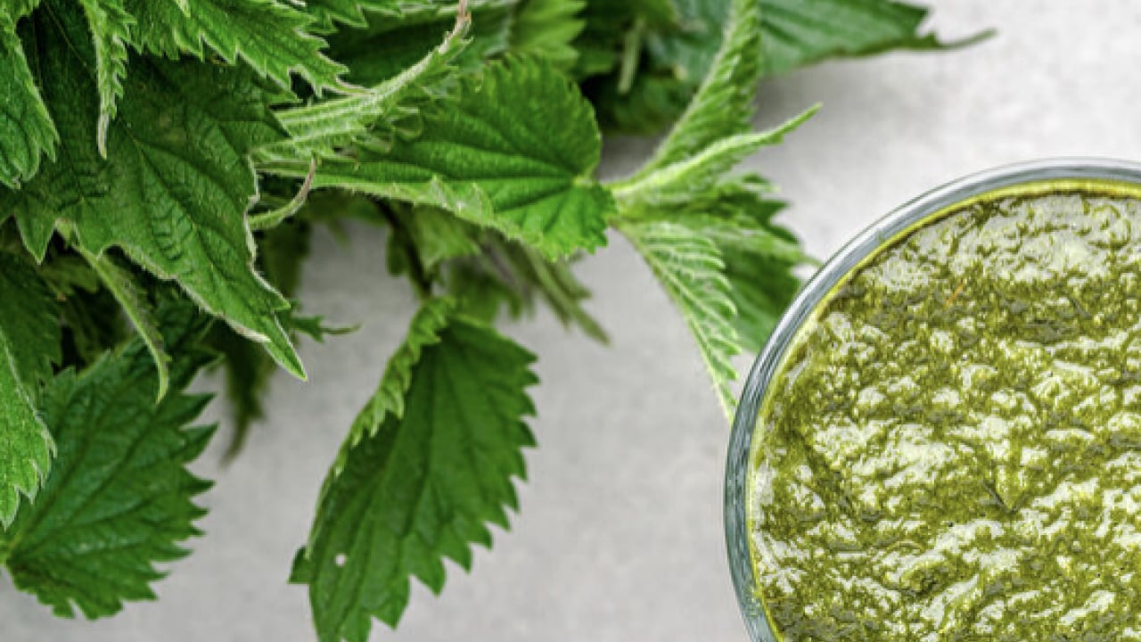 Foto - İşte ünlü alimin dilinden hiç düşmeyen o gıda deposu... İbn-i Sina'nın mucize bitkisi ortaya çıktı! 