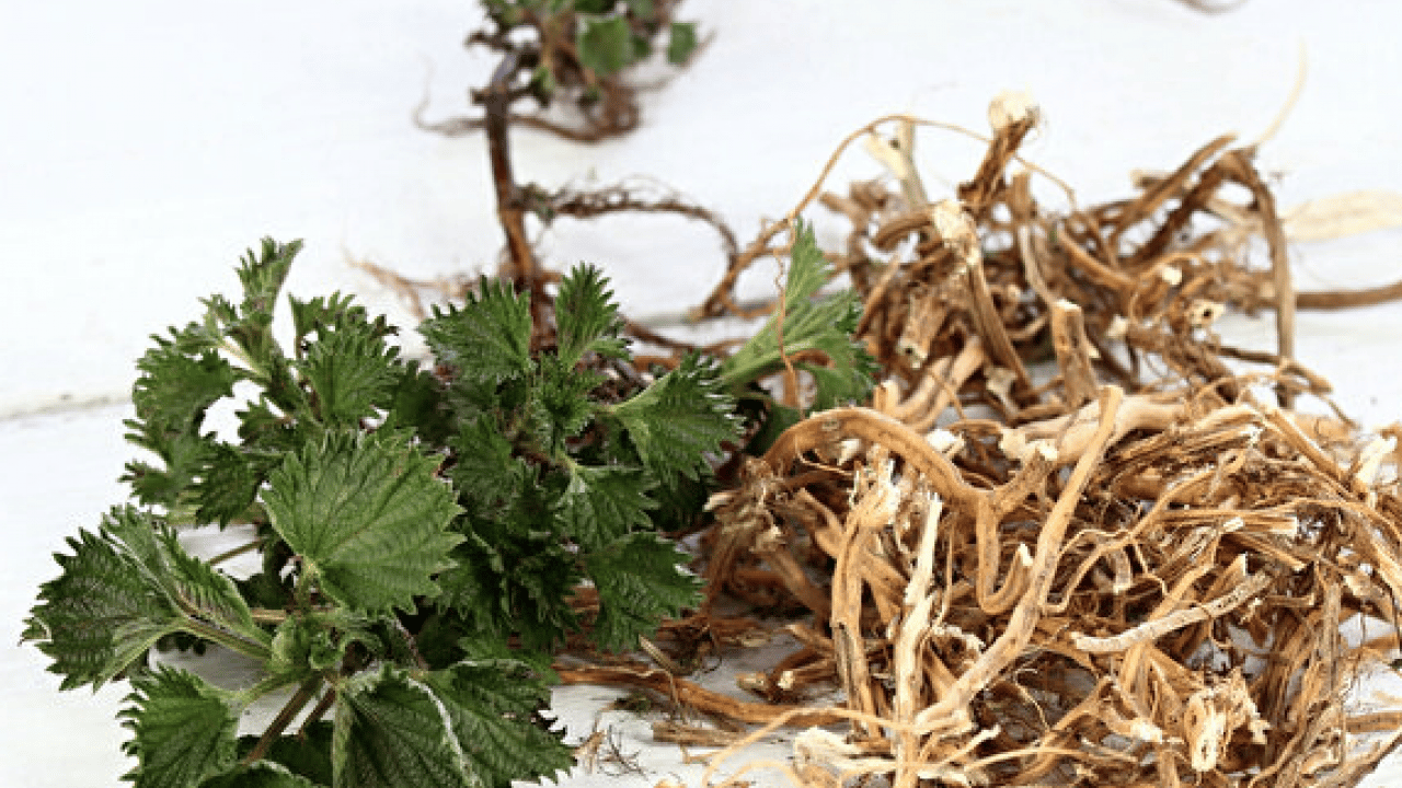 Foto - İşte ünlü alimin dilinden hiç düşmeyen o gıda deposu... İbn-i Sina'nın mucize bitkisi ortaya çıktı! 