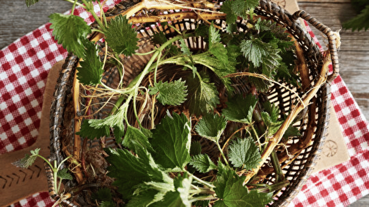 İşte ünlü alimin dilinden hiç düşmeyen o gıda deposu... İbn-i Sina'nın mucize bitkisi ortaya çıktı! 