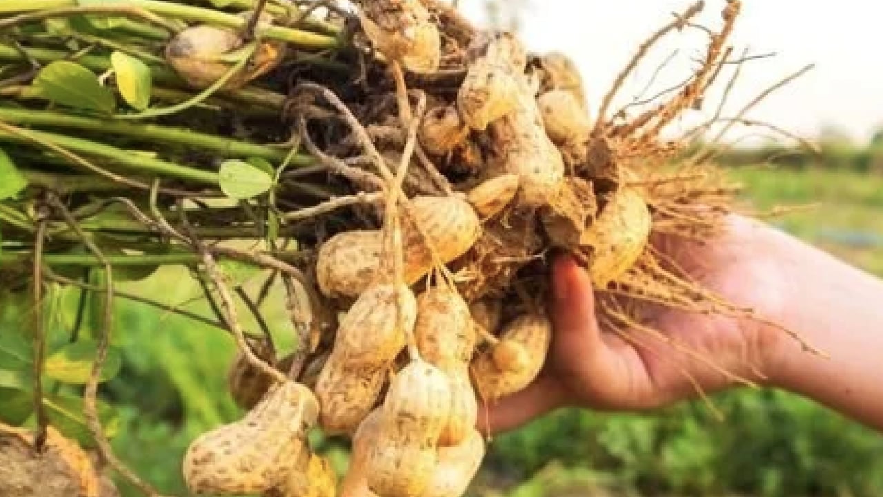 Foto - Yer fıstığı alerjisinin nedenleri! Ne yapıp edip bunu çözümlemelisiniz artık!
