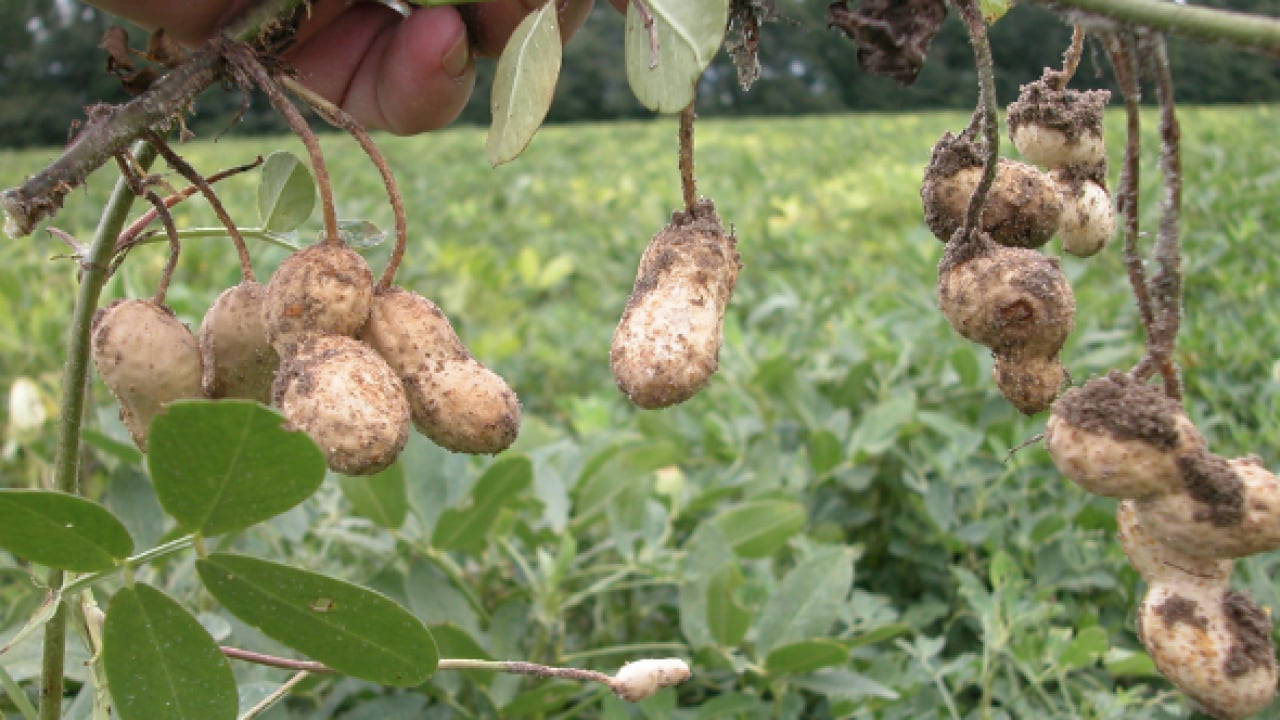 Foto - Yer fıstığı alerjisinin nedenleri! Ne yapıp edip bunu çözümlemelisiniz artık!