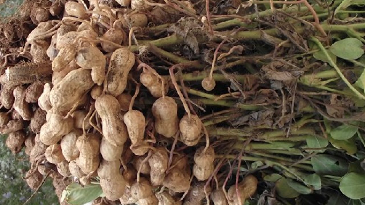 Foto - Yer fıstığı alerjisinin nedenleri! Ne yapıp edip bunu çözümlemelisiniz artık!