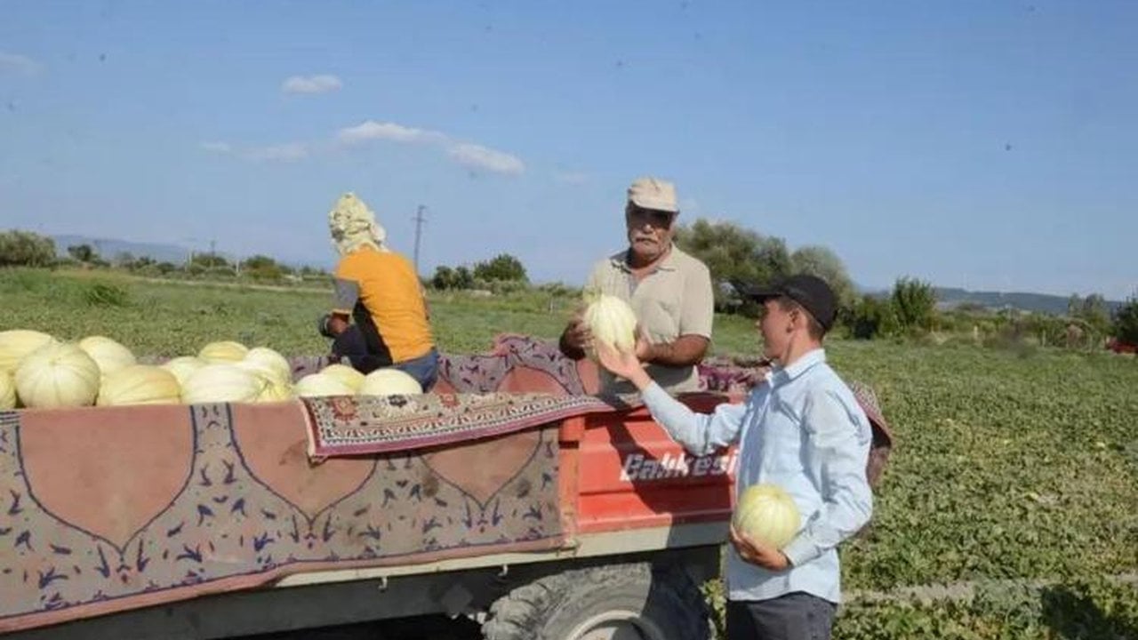 Foto - İşte yerli tohumun zaferi! Sadece onunla üretiyorlar, kuyruklar günler öncesinden oluşuyor