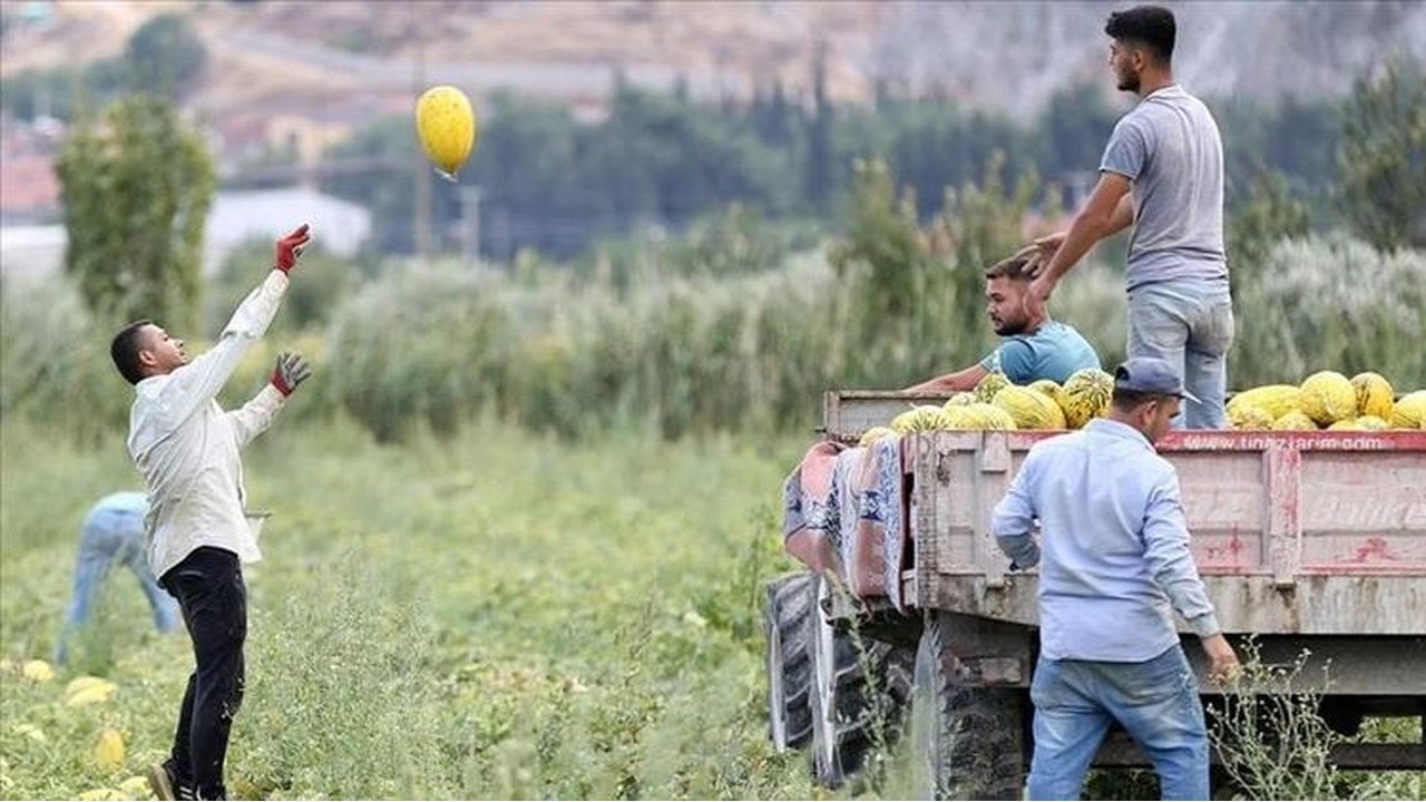 İşte yerli tohumun zaferi! Sadece onunla üretiyorlar, kuyruklar günler öncesinden oluşuyor