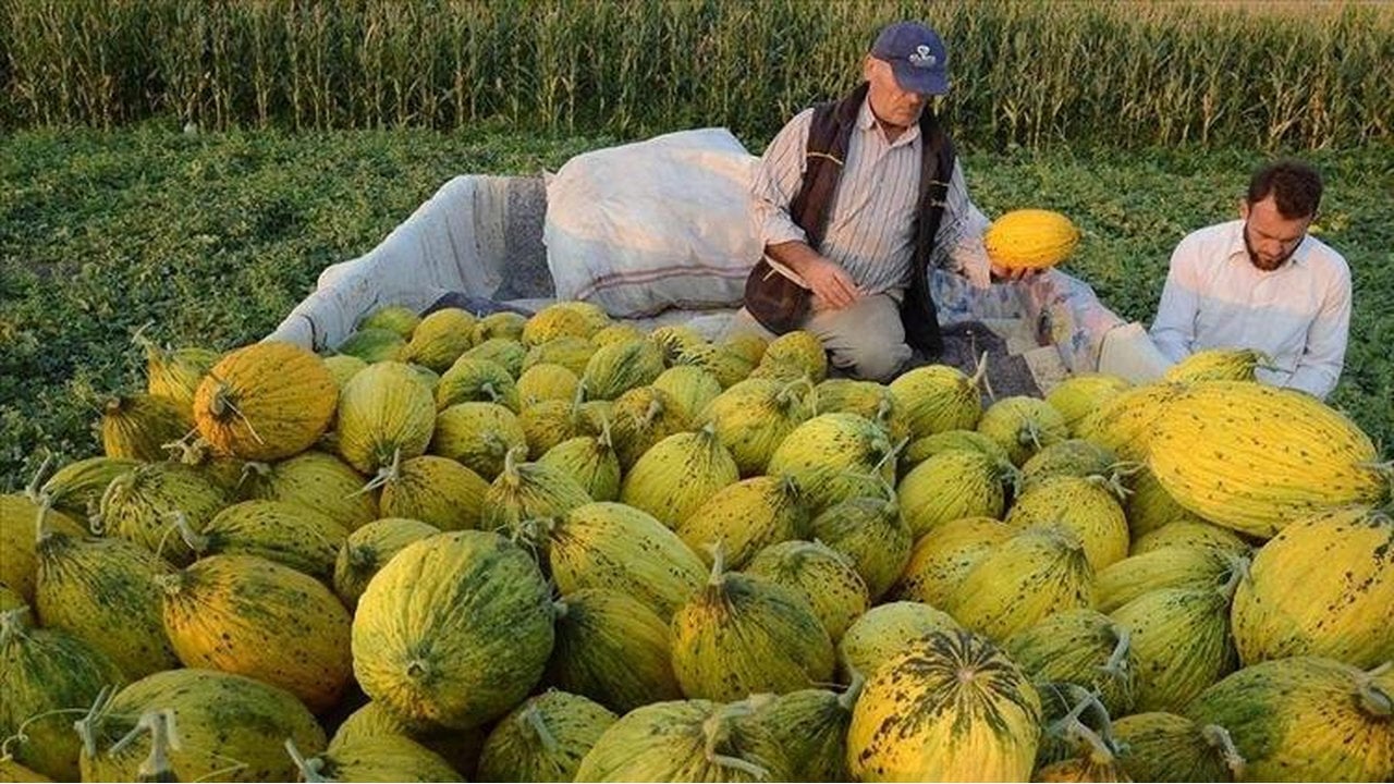 Foto - İşte yerli tohumun zaferi! Sadece onunla üretiyorlar, kuyruklar günler öncesinden oluşuyor