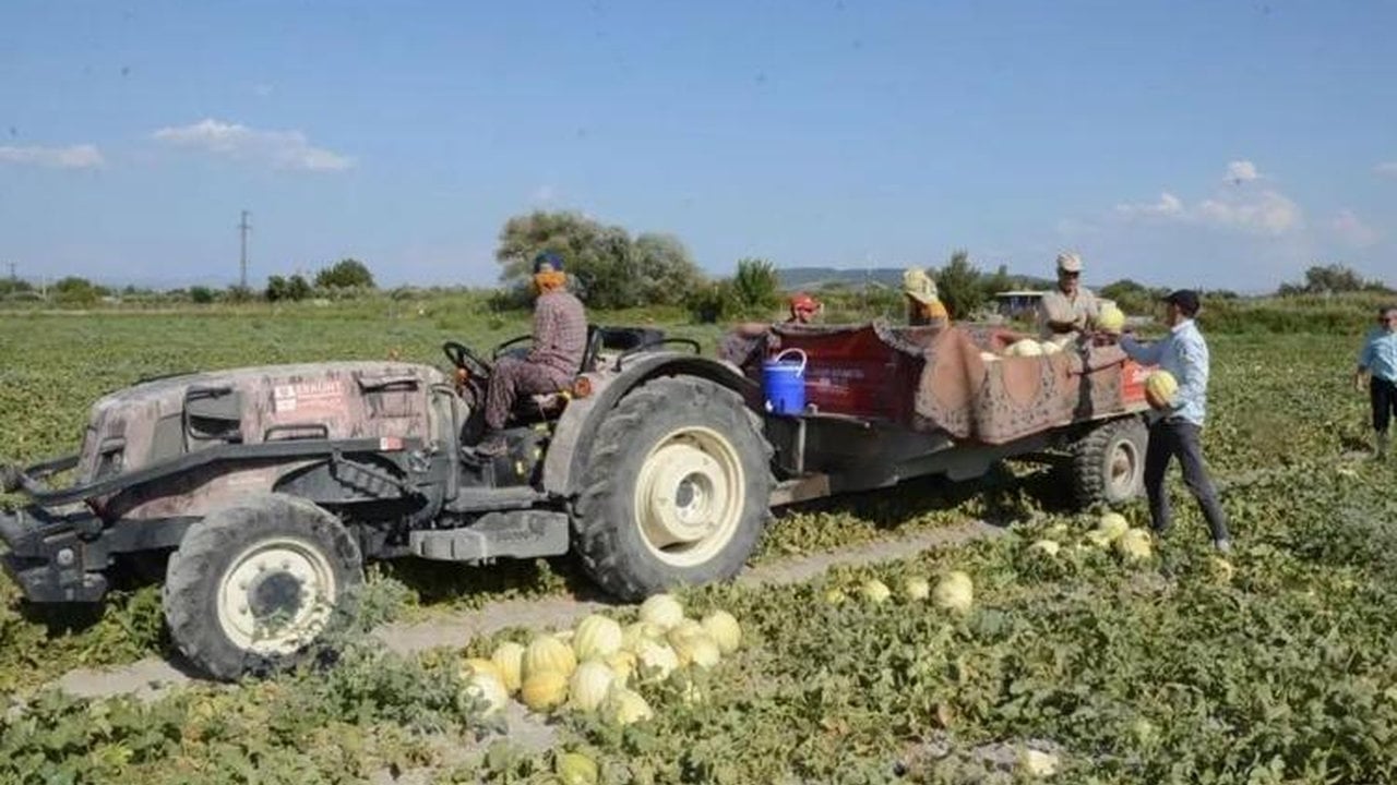 Foto - İşte yerli tohumun zaferi! Sadece onunla üretiyorlar, kuyruklar günler öncesinden oluşuyor