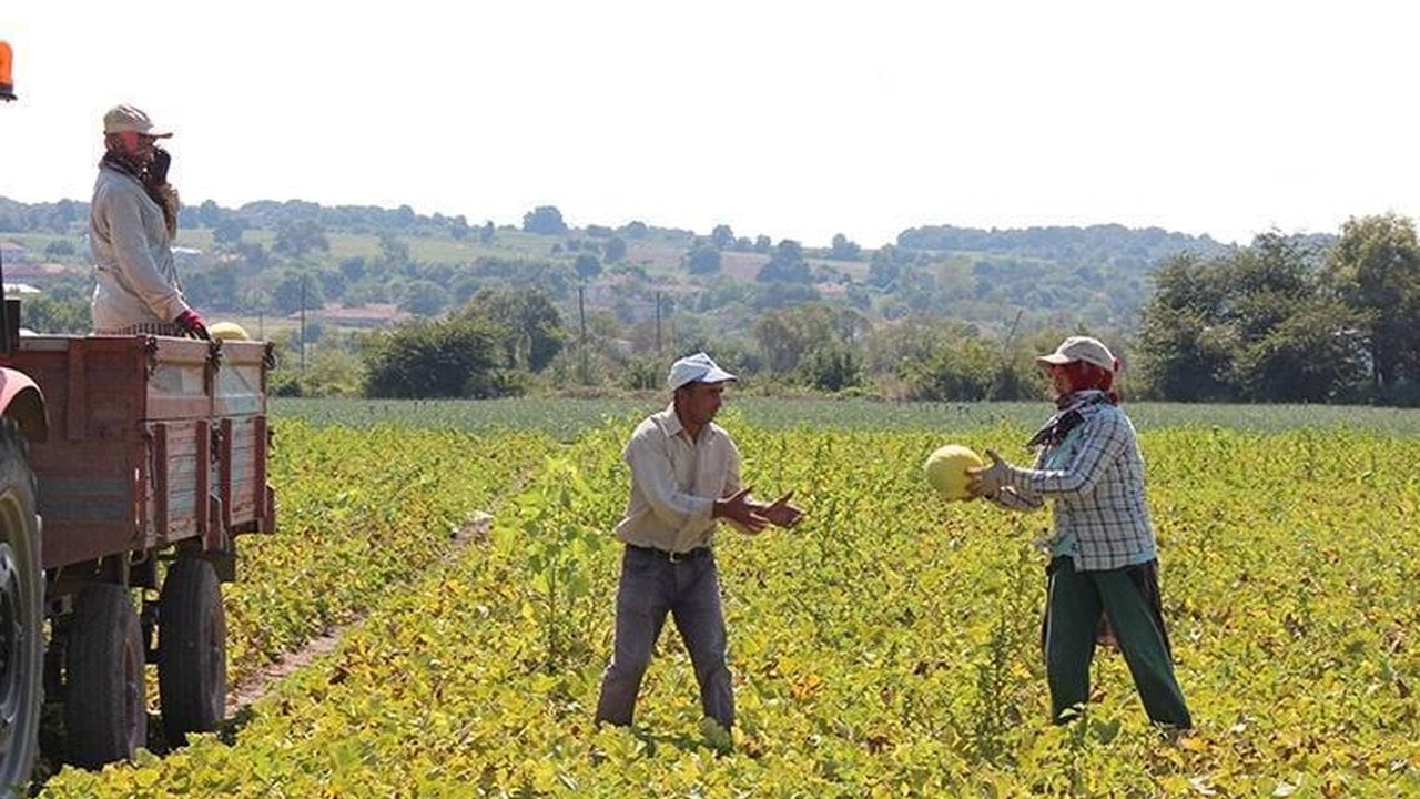 Foto - İşte yerli tohumun zaferi! Sadece onunla üretiyorlar, kuyruklar günler öncesinden oluşuyor