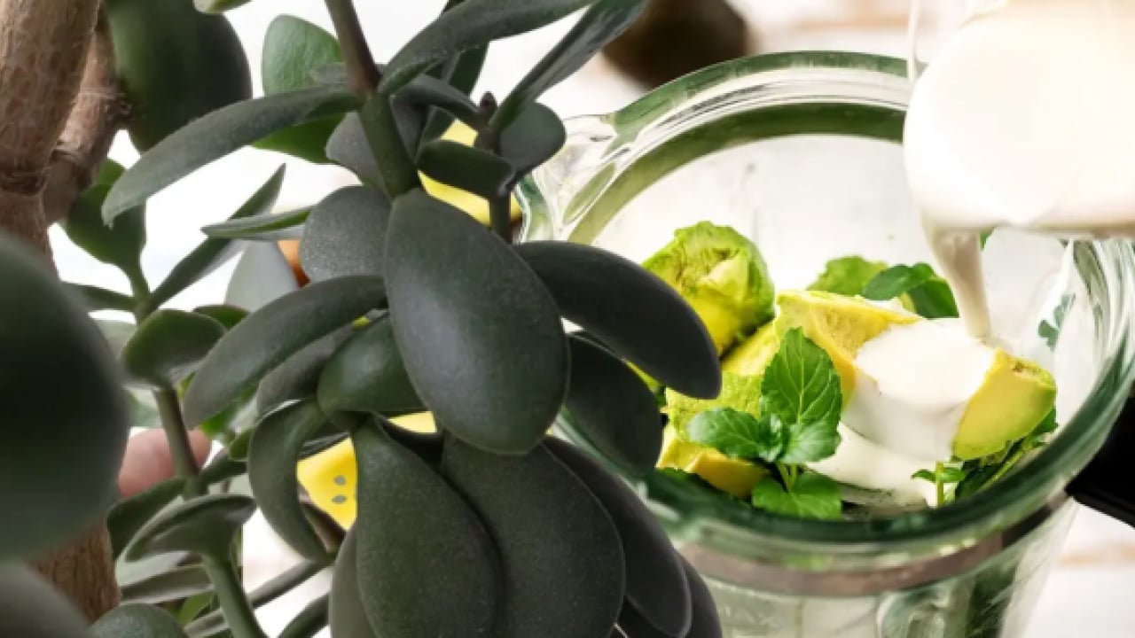 İster yoğurtla ister kefirle tüketin: Tansiyonu dengede tutuyor!