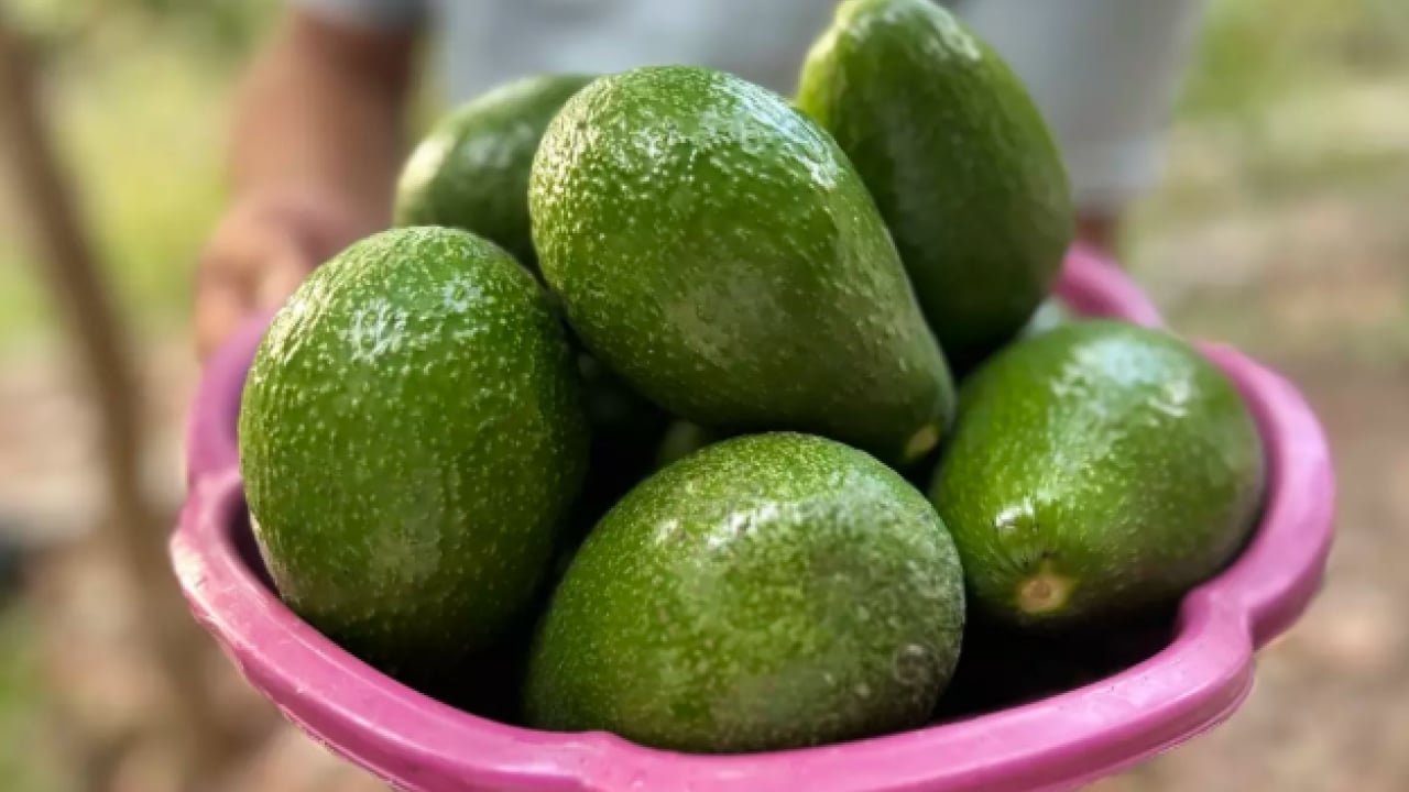 Foto - İster yoğurtla ister kefirle tüketin: Tansiyonu dengede tutuyor!