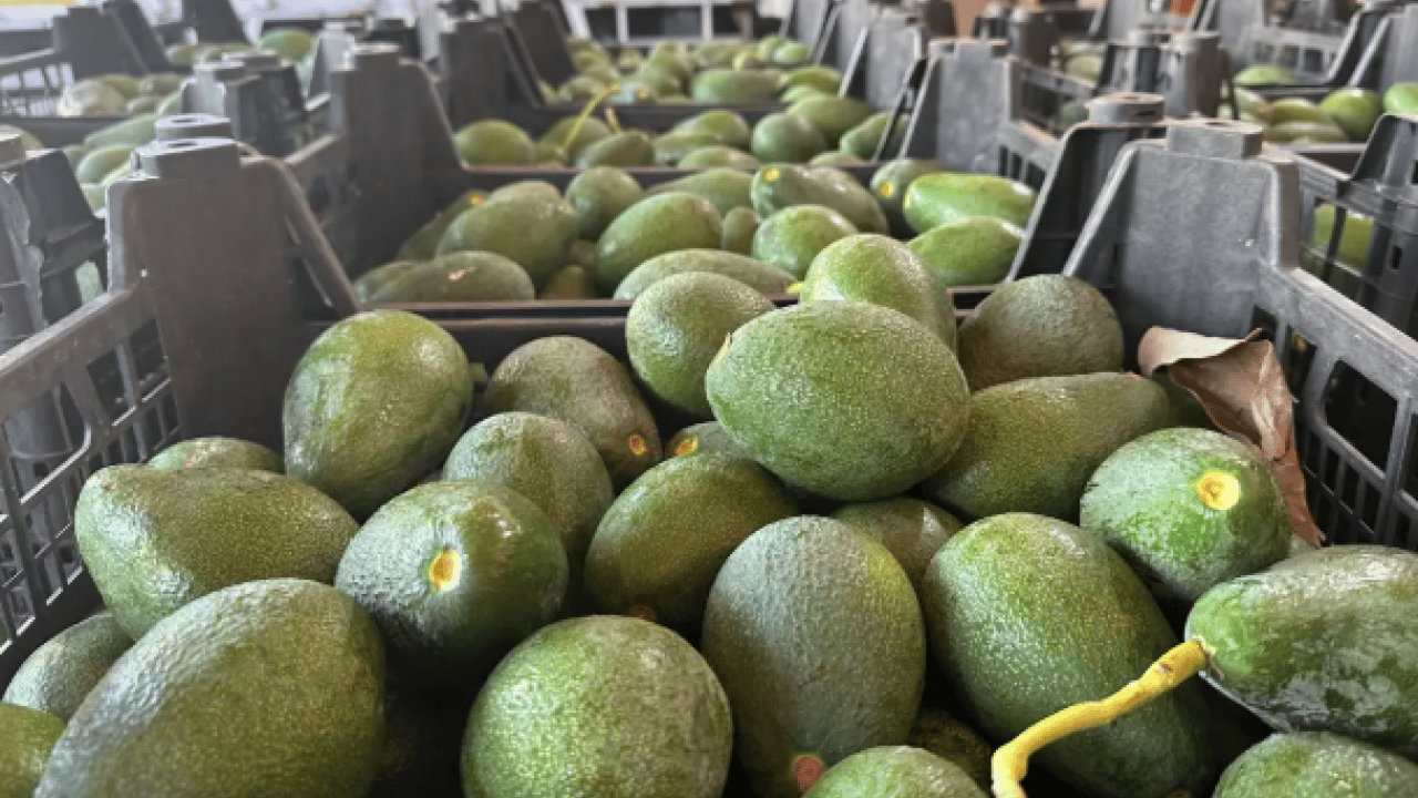 Foto - İster yoğurtla ister kefirle tüketin: Tansiyonu dengede tutuyor!