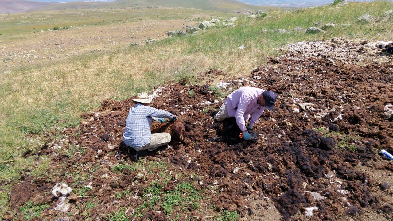 Foto - İsteyene bedava dağıtılıyor! Eskiden altın gibiydi şimdi yüzüne bakan yok