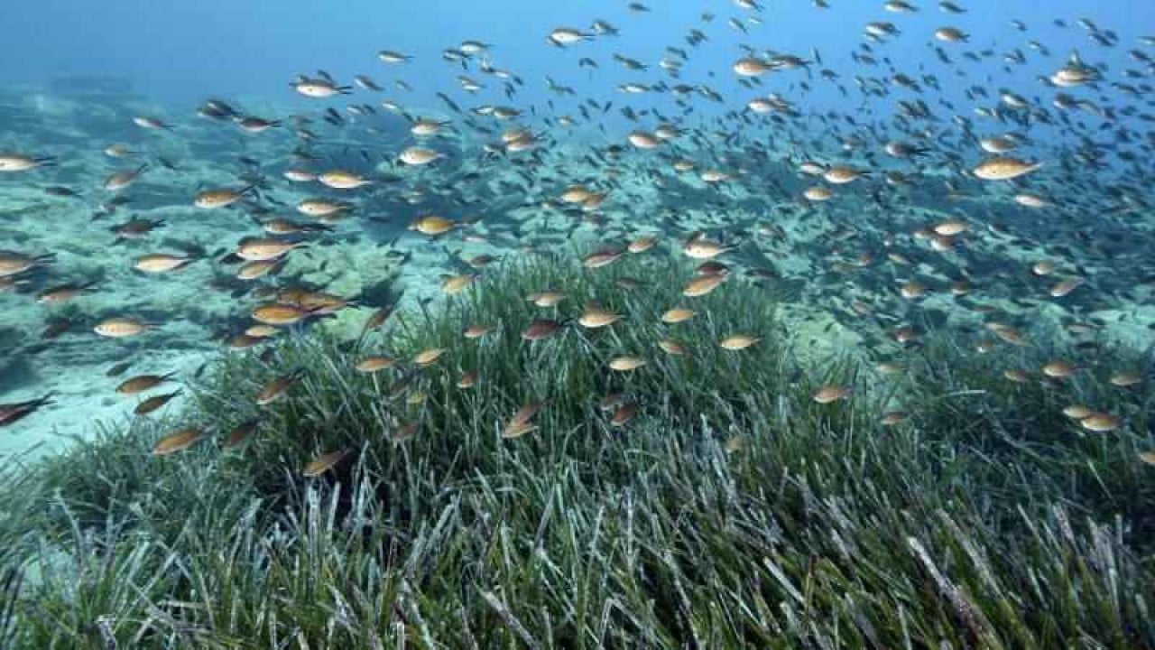 Foto - İstilacı türlerle mücadelede yeni dönem!