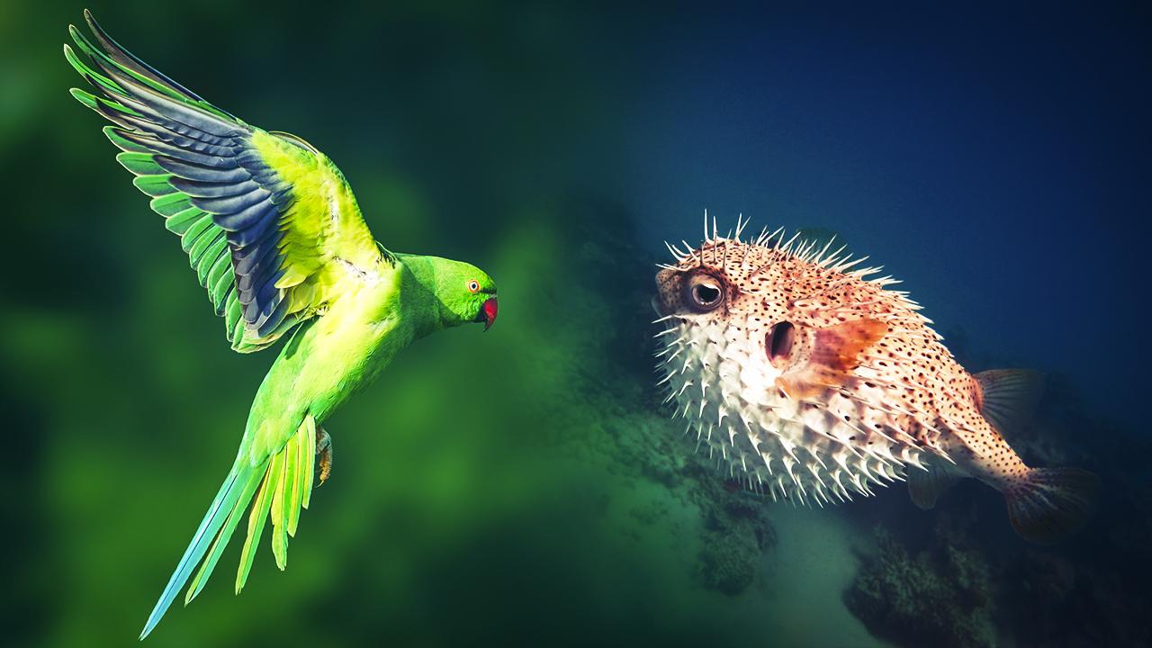 Foto - İstilacı türlerle mücadelede yeni dönem!