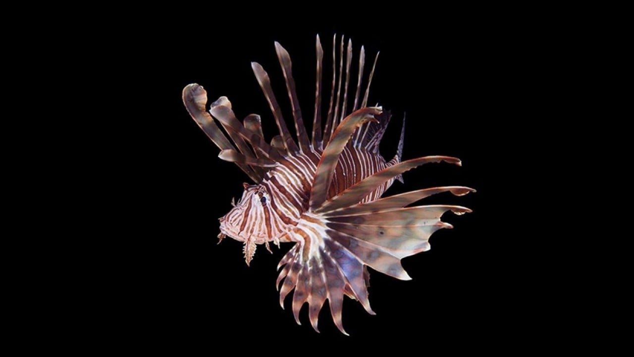 Foto - İstilacı türlerle mücadelede yeni dönem!