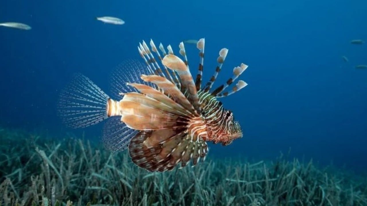 Foto - İstilacı türlerle mücadelede yeni dönem!