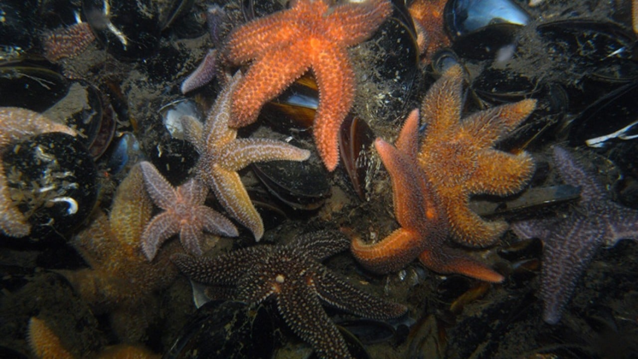 Foto - İstilacı türlerle mücadelede yeni dönem!