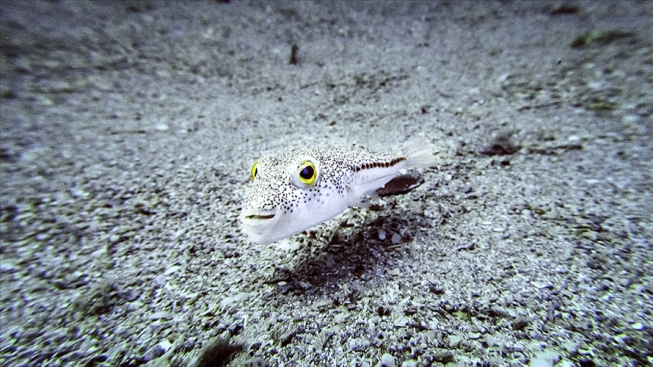 Foto - İstilacı türlerle mücadelede yeni dönem!
