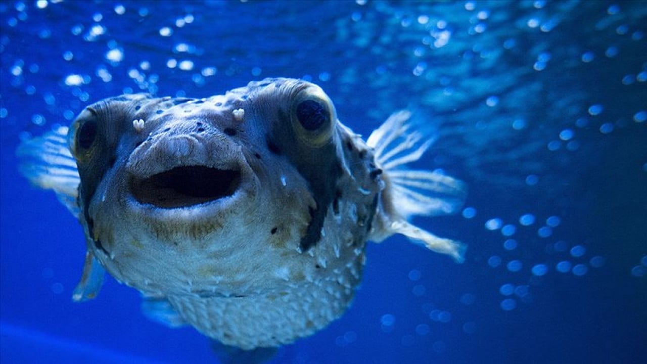 İstilacı türlerle mücadelede yeni dönem!