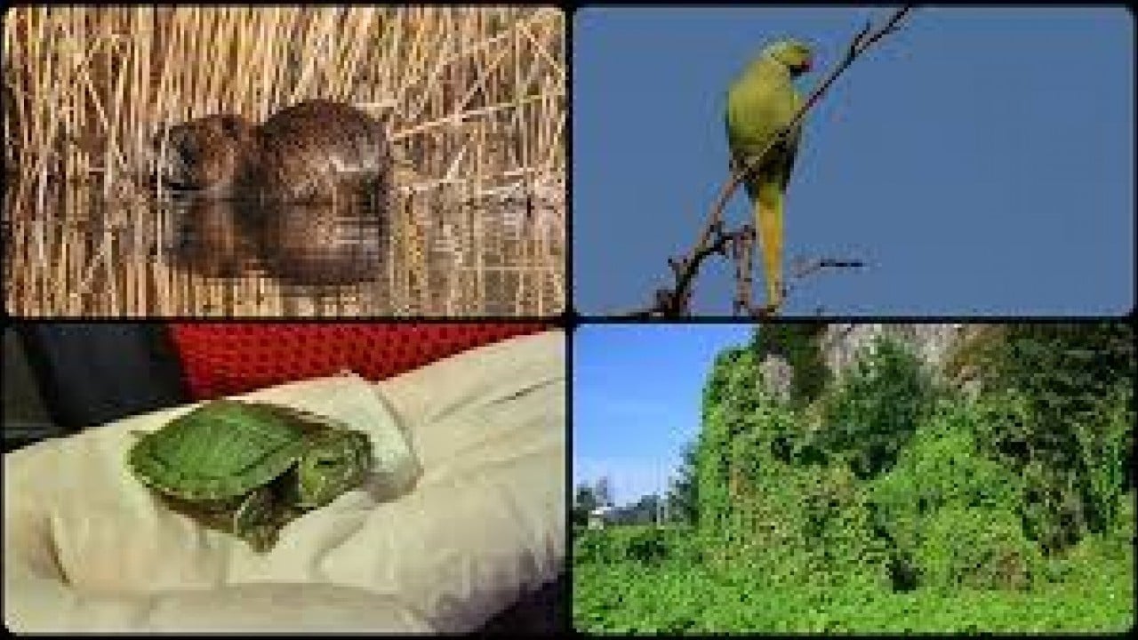 Foto - İstilacı türlerle mücadelede yeni dönem!