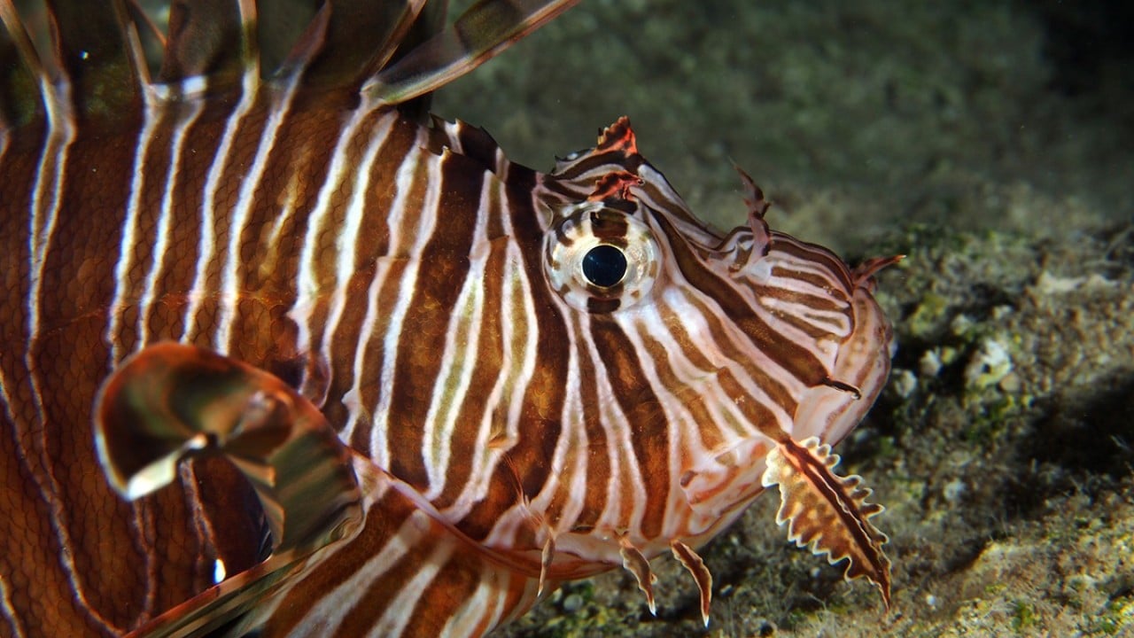 Foto - İstilacı türlerle mücadelede yeni dönem!