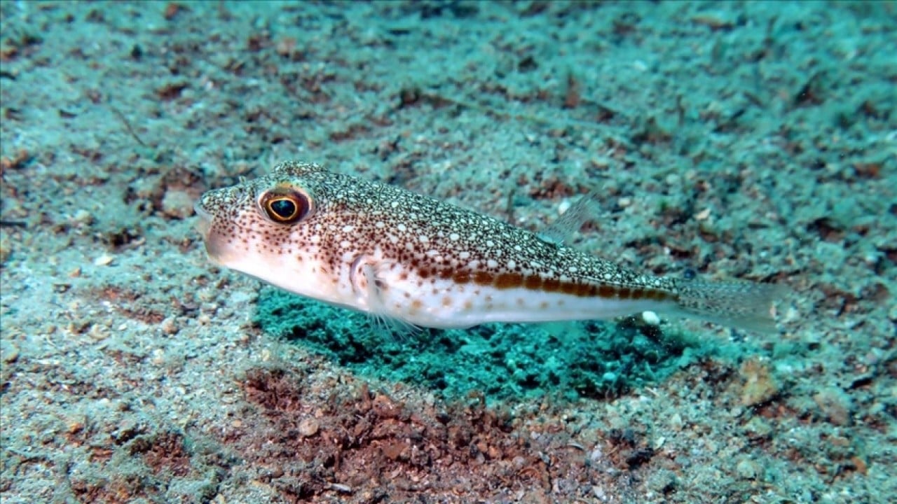 Foto - İstilacı türlerle mücadelede yeni dönem!
