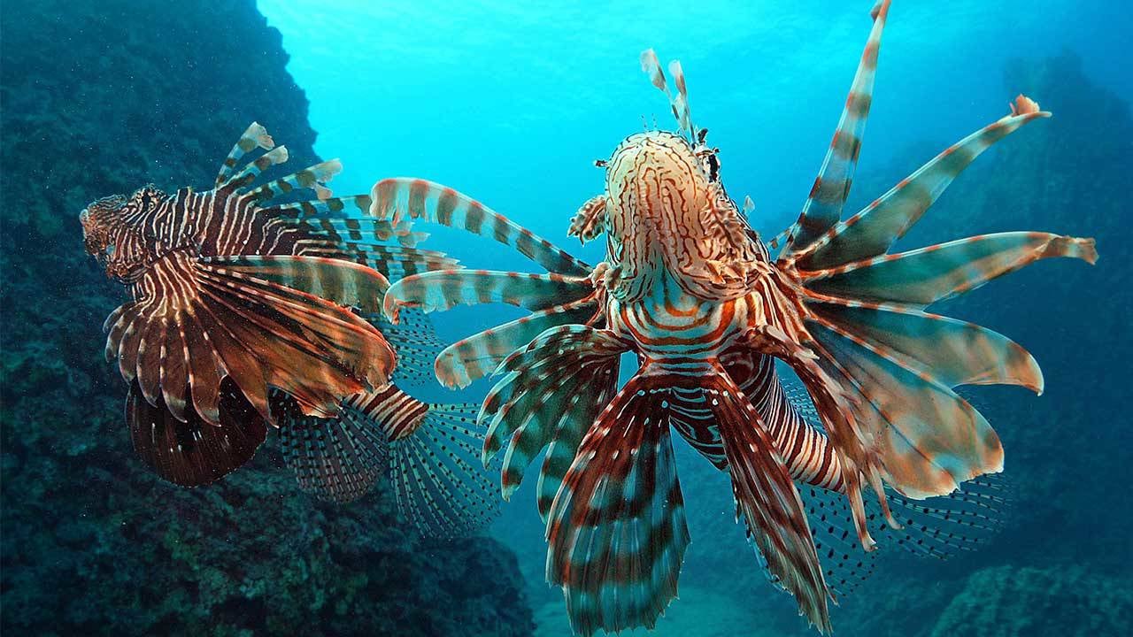 Foto - İstilacı türlerle mücadelede yeni dönem!