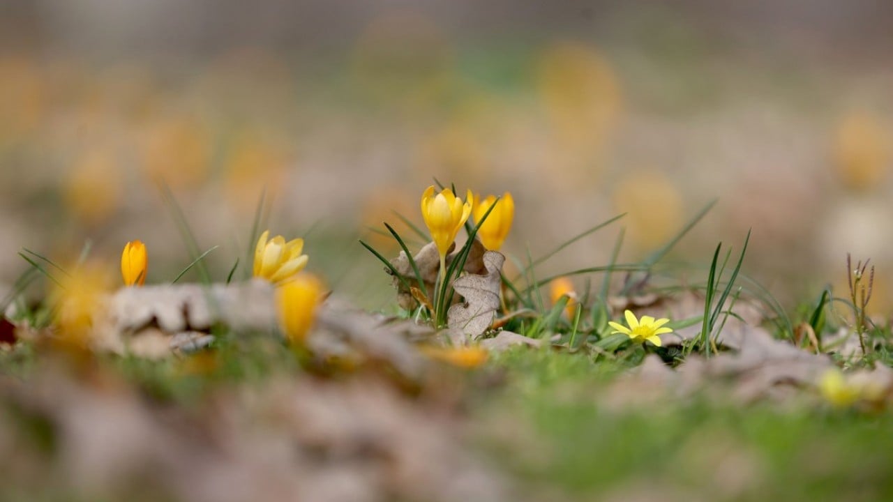 Istranca’da bahar zamanı! Açan çiçekler, doğayı renklendirdi